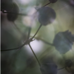 Lee más sobre el artículo Convocatoria Fotografías PlaPF n.4 | Fotografía y Materialidad